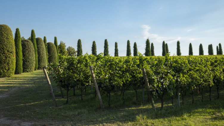 NEOCAMPANA - Chianti DOCG Governo all'Uso Toscano | Vinicum.com, vendita  vino online